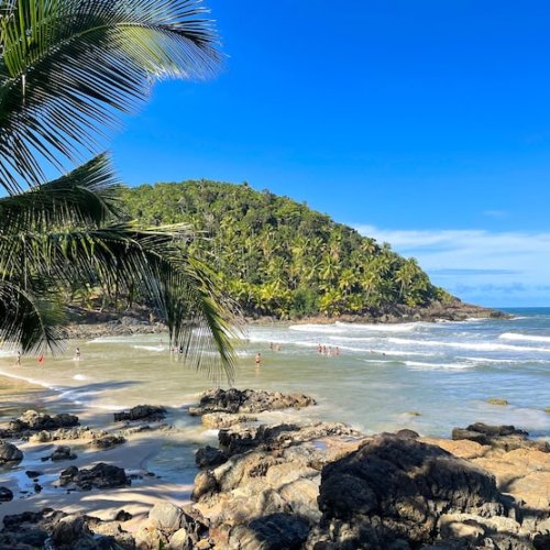 tall-palm-trees-beaches-itacare-bahia-4-beaches-trail_361869-1758.jpg